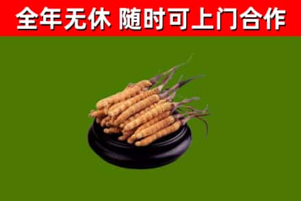 抚州回收散虫草