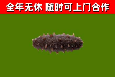 抚州回收海参干